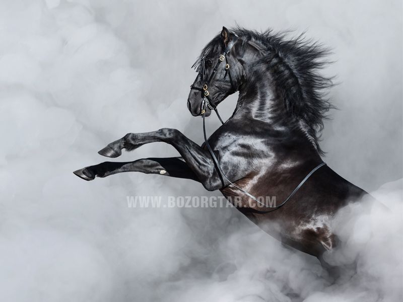 افزایش طول آلت تناسلی